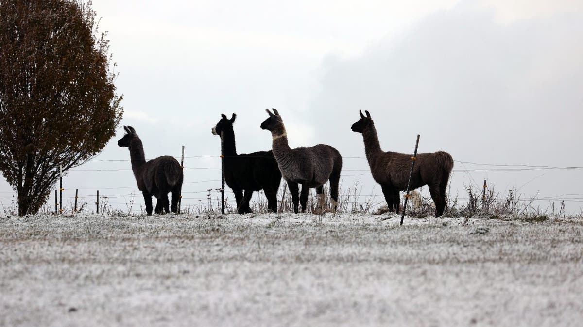 Llamas on a hill at a llama farm