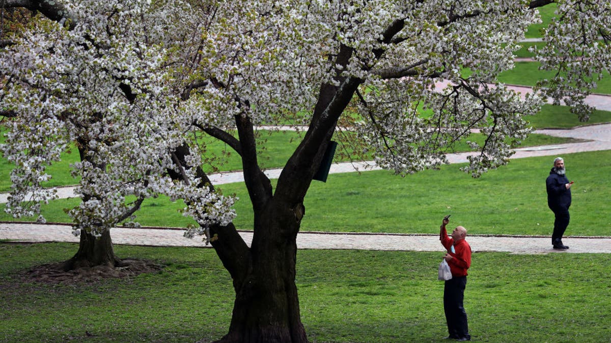 Boston Common apple tree