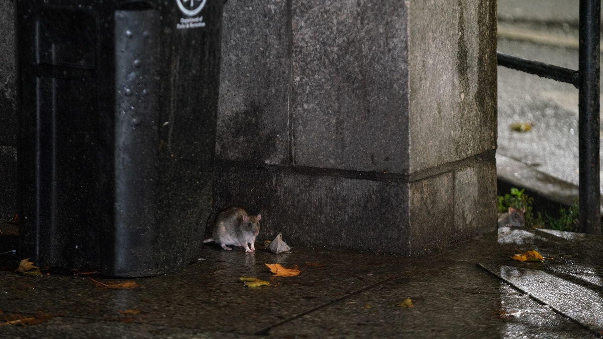 NYC rat near trash