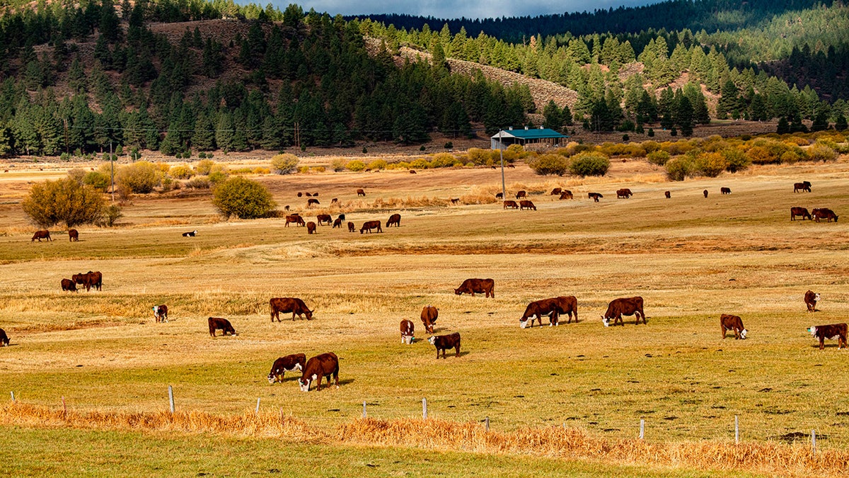 Cattle graze in a field near Burns, Oregon
