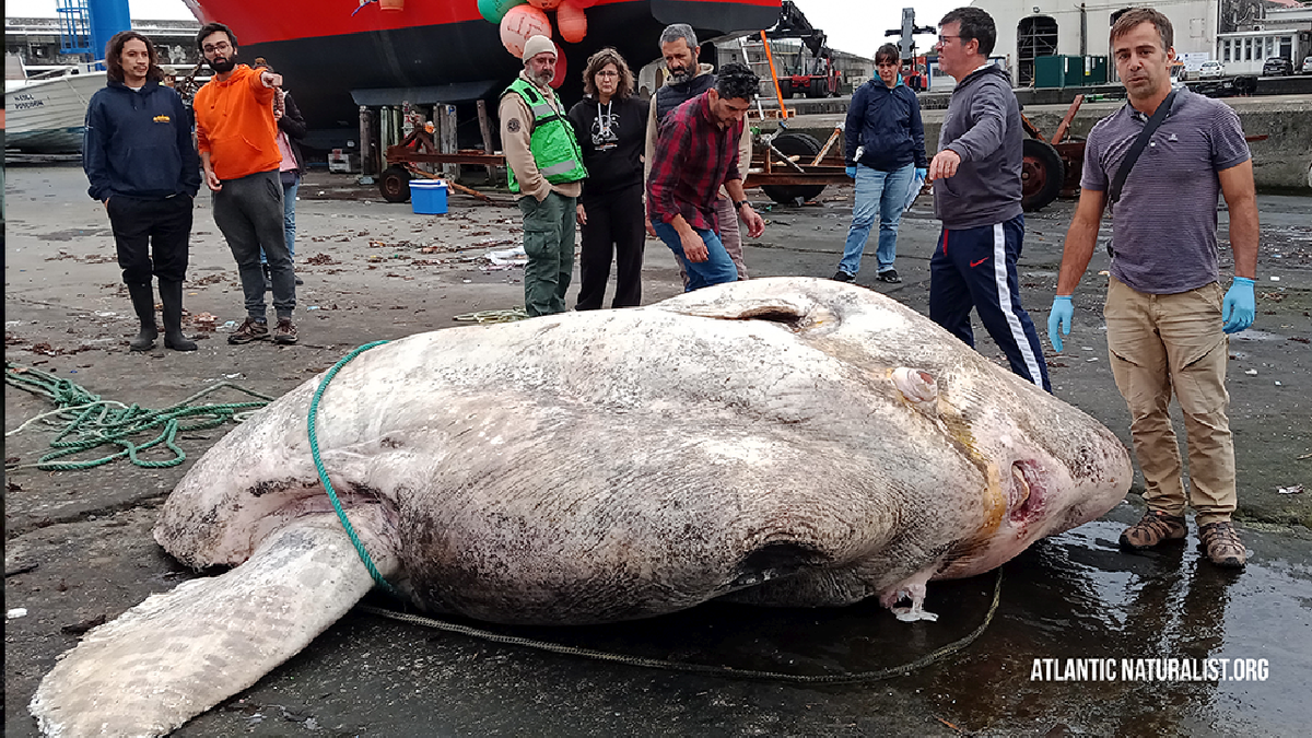 Researchers in Portugal stand near dead sunfish