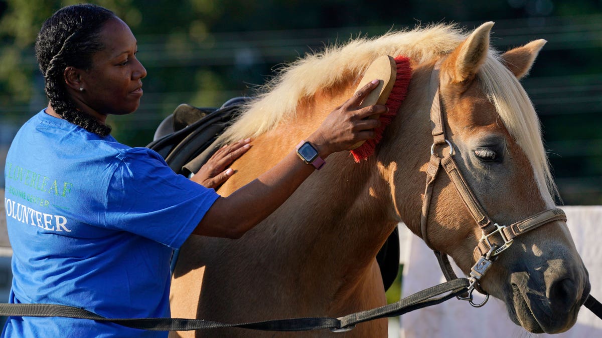 Woman brushing a horses fur