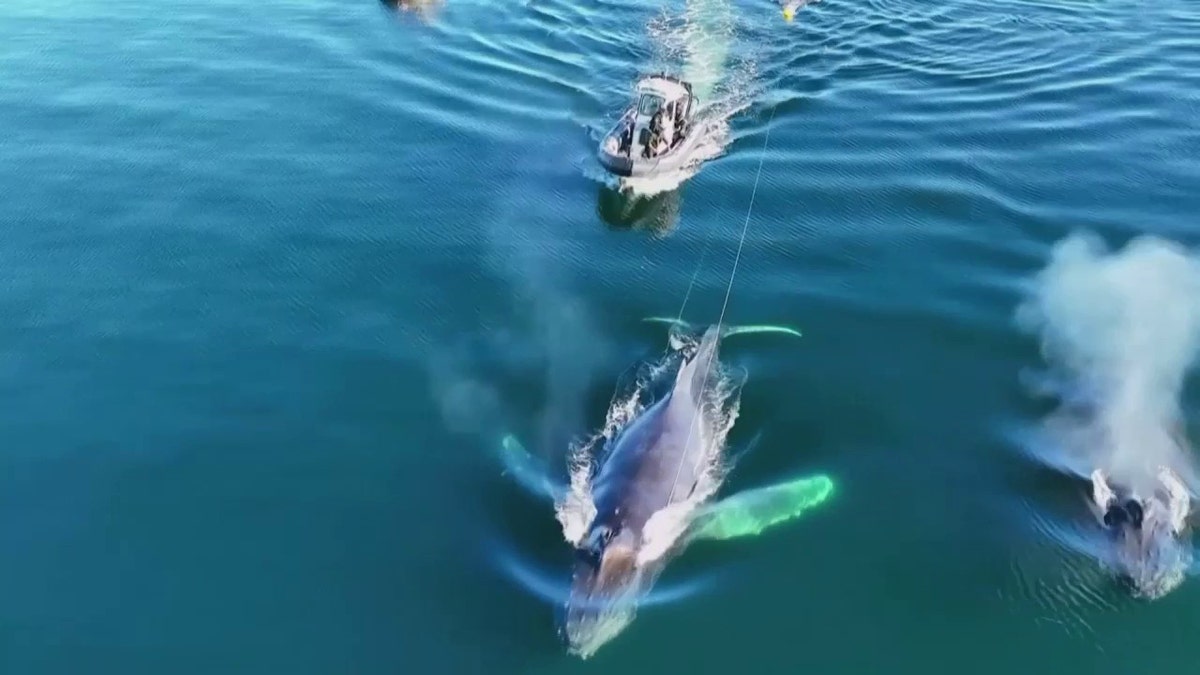 humpback whale caught in fishing gear swimming