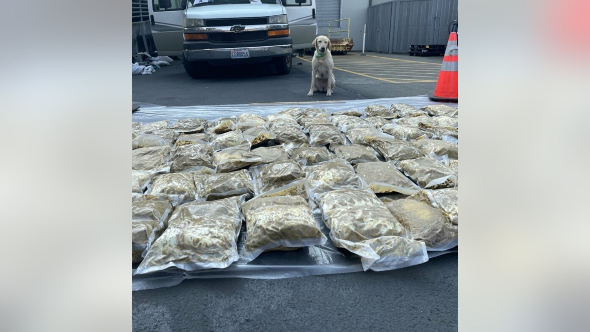 Drugs seized by USAWAW