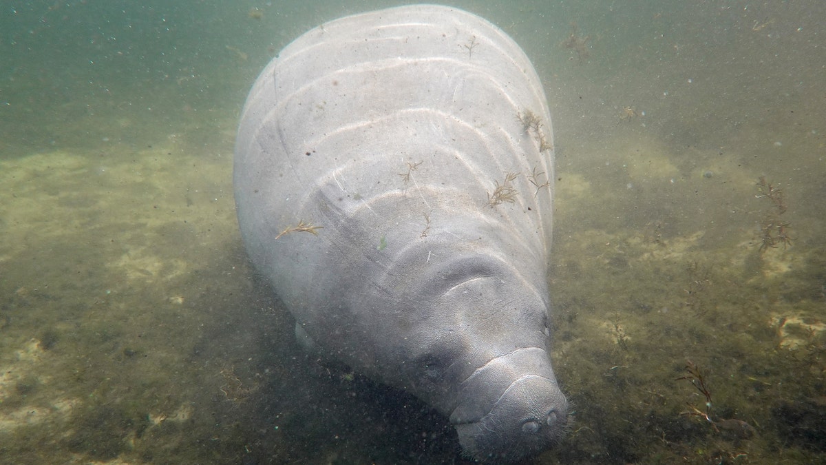 A Florida manatee