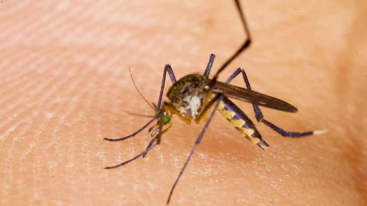 mosquito on human skin