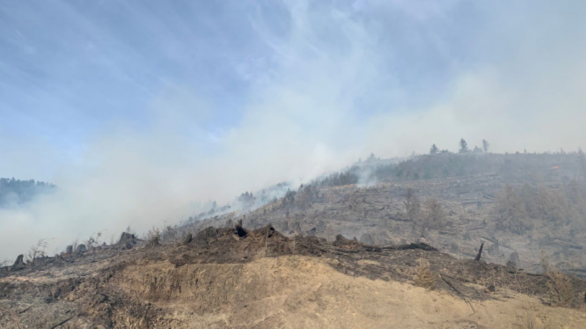 Destroyed brush and forest from wildfire