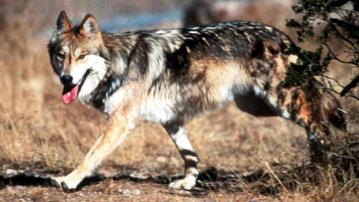 New Mexico gray wolf