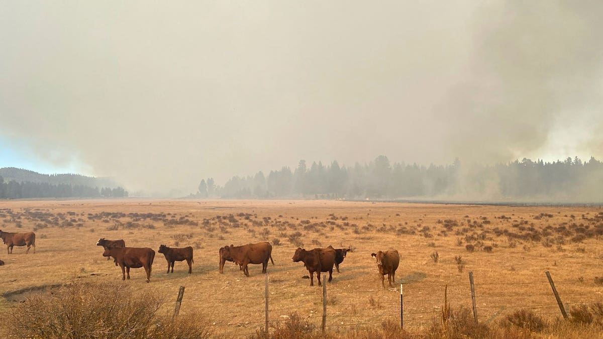 smoke from a prescribed burn looms over cattle