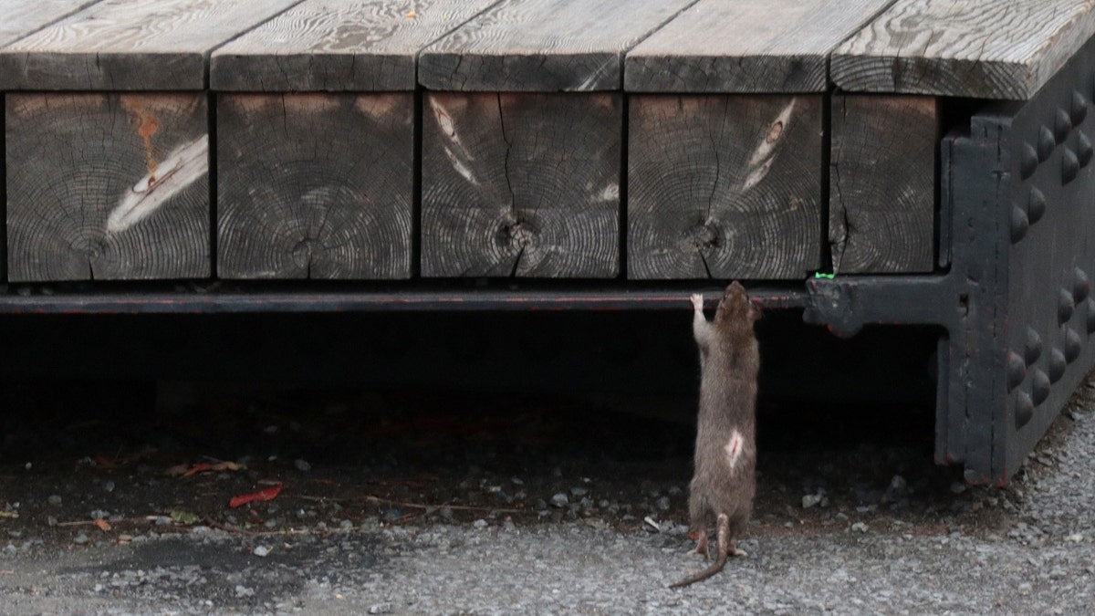 New York City rat