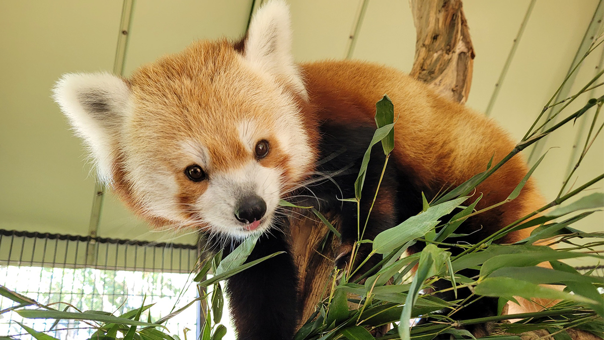 Rusty the red panda looks into the camera