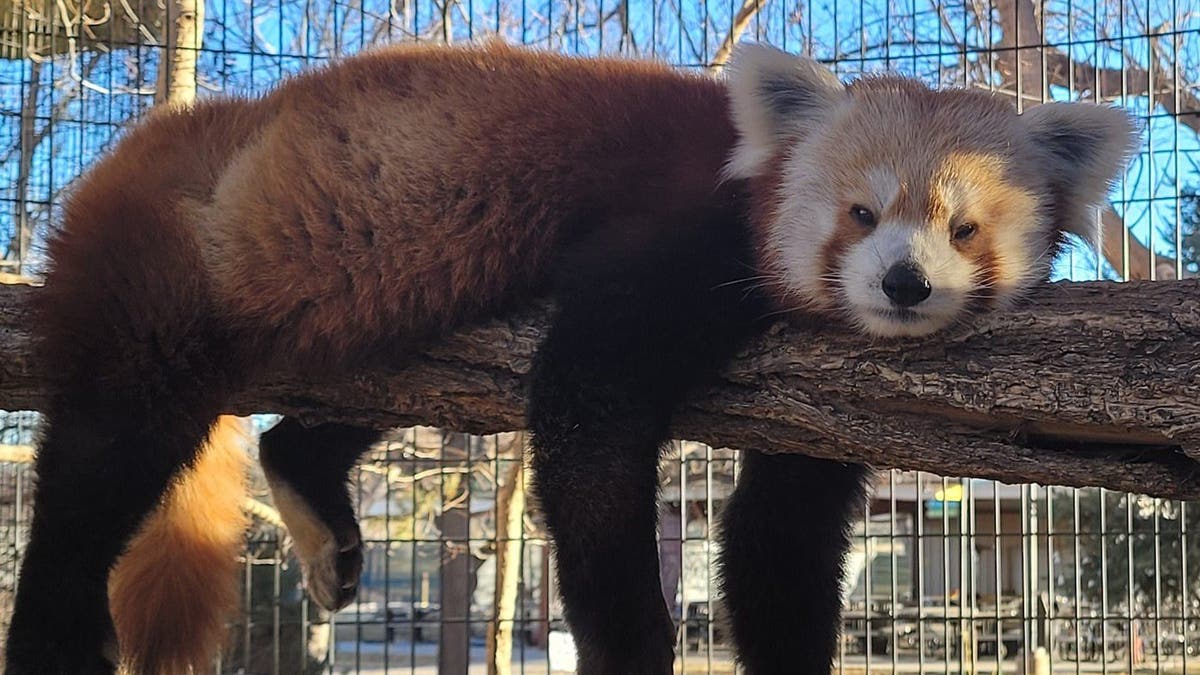 Rusty the red panda lays on a log