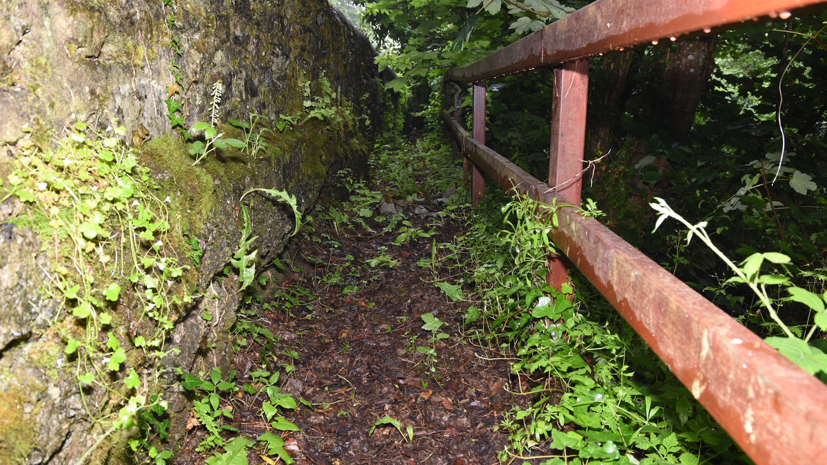 Overgrown path where body was found