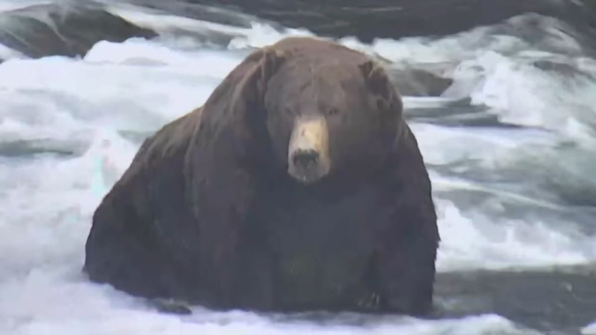 Bear #747 fishing in a river