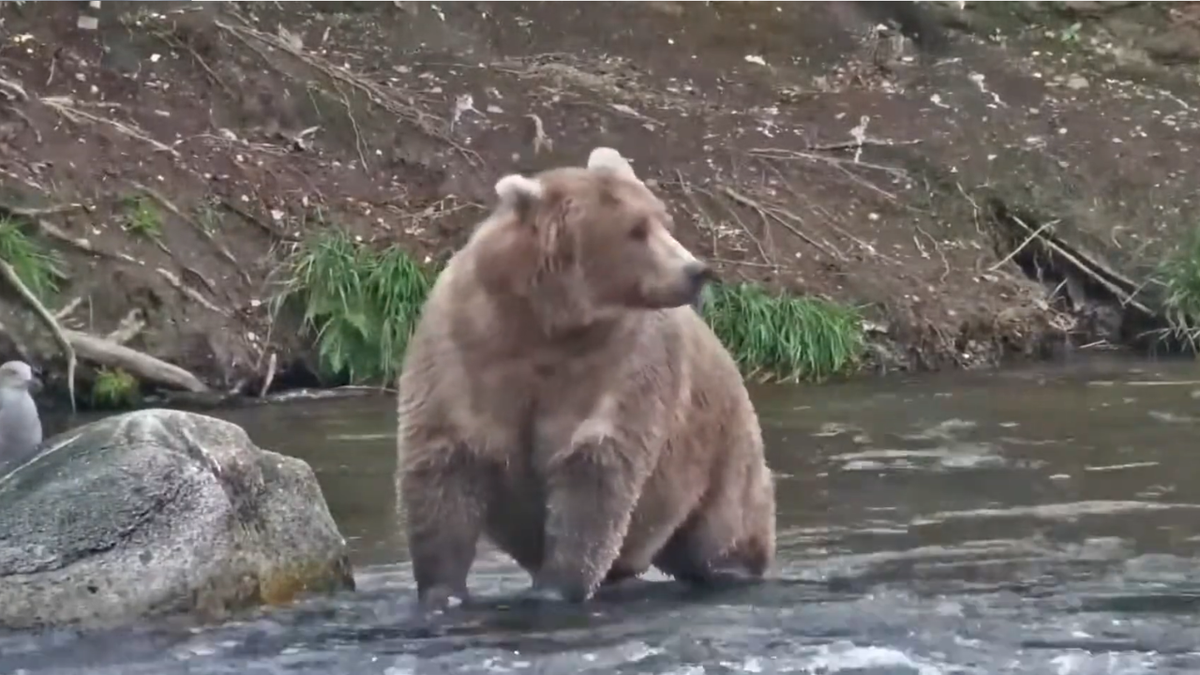 Bear #901 fishing in river, looking to her left