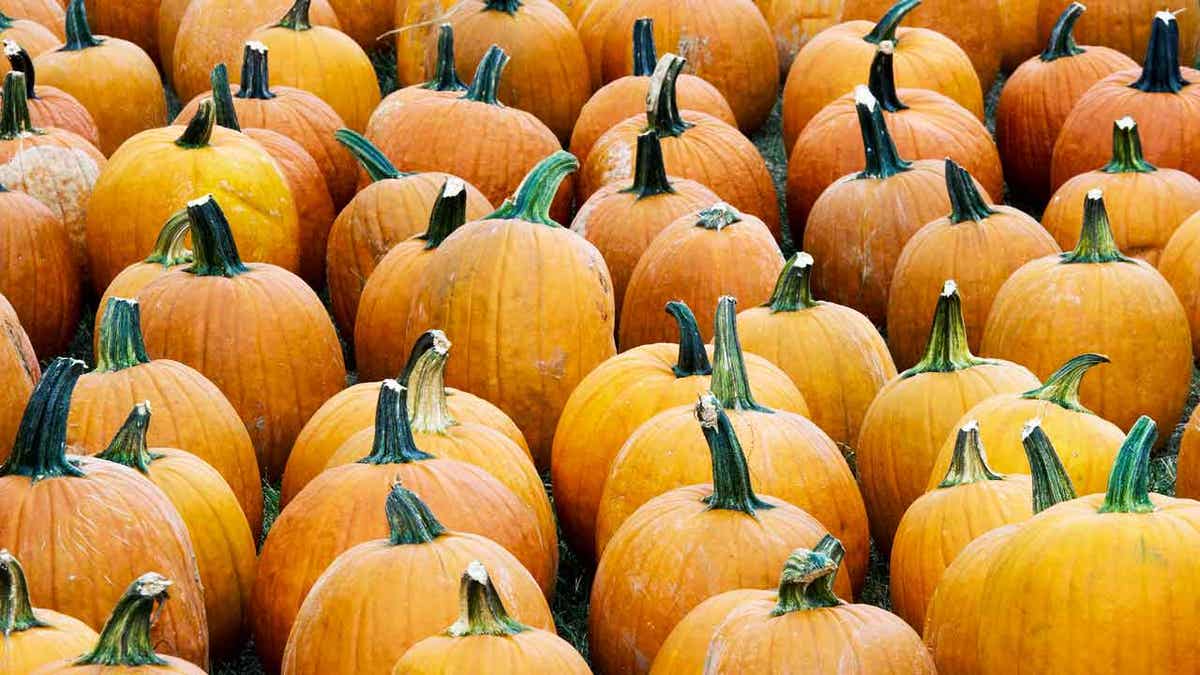 An even easier way to decorate for Halloween is to use stickers on pumpkins to create a "bedazzled" look, lifestyle expert Limor Suss shared on Saturday morning.