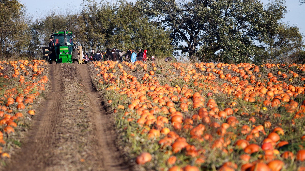 Waldvogel Farm pumpkin patch