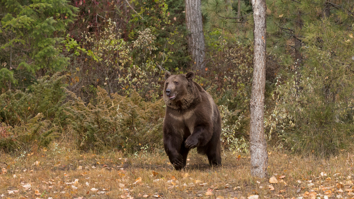 Grizzly bear attack in Wyoming