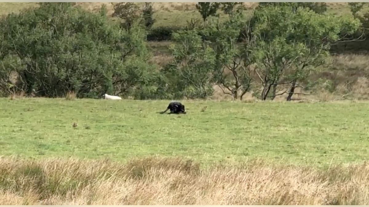 United Kingdom Sees Uptick In Wild Big Cat Sightings Expert Calls It rusty-spotted-cat-meet-the-smallest-exotic-cat-in-the-world