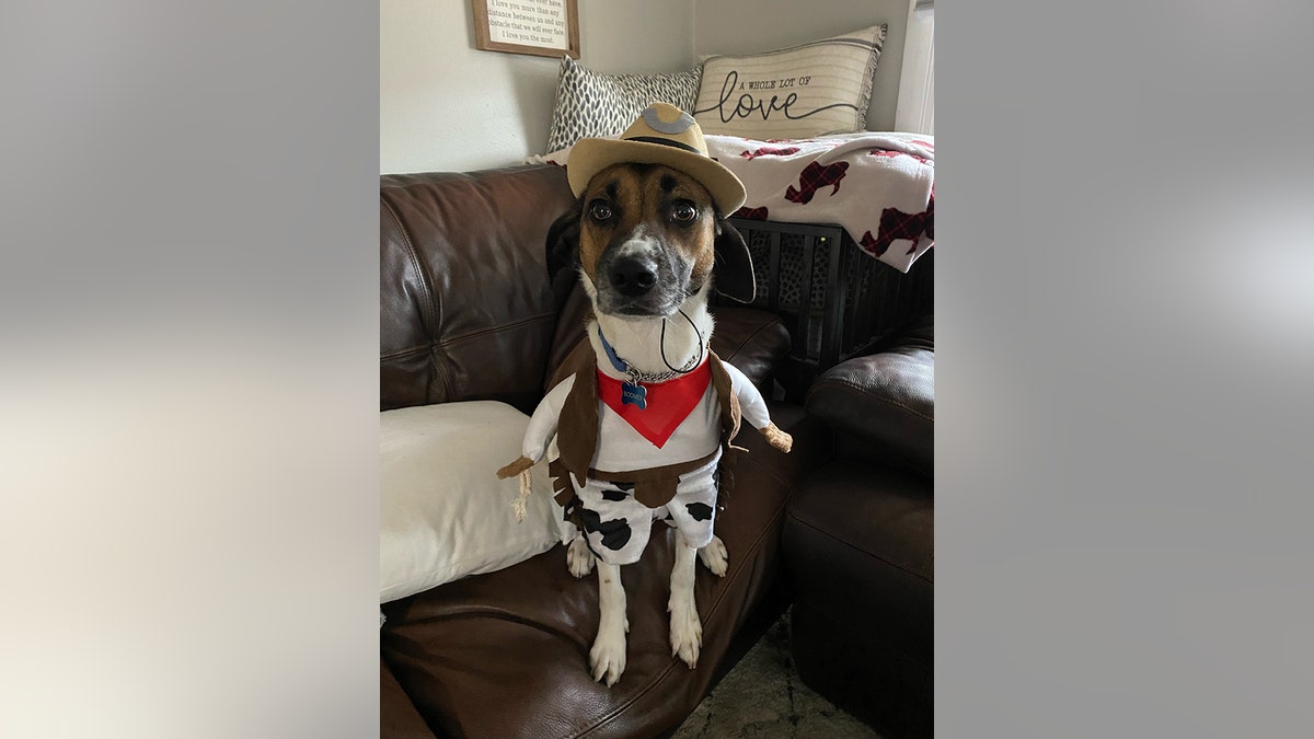 Boomer dressed as a cowboy