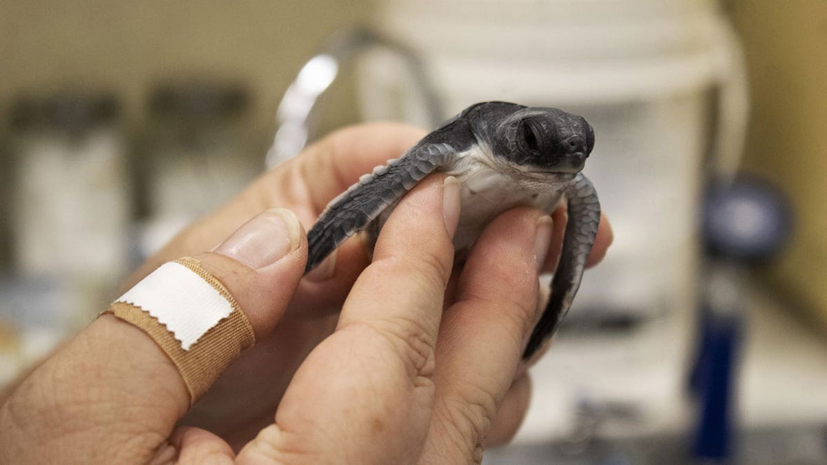 baby sea turtle being held in hand