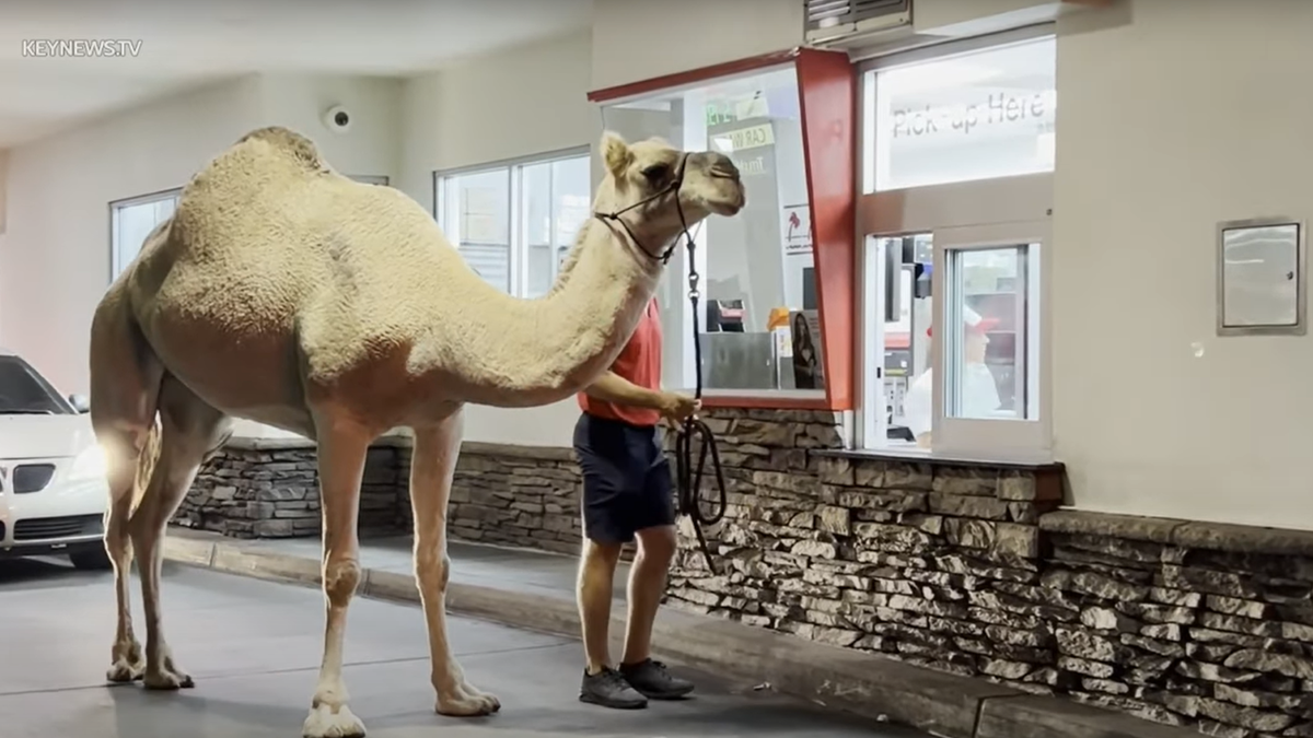 Fergie the Camel in the drive-thru getting her French fries