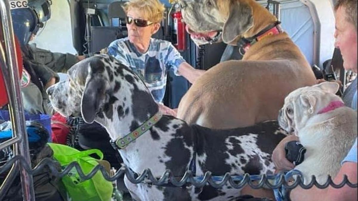 People and dogs inside of a helicopter