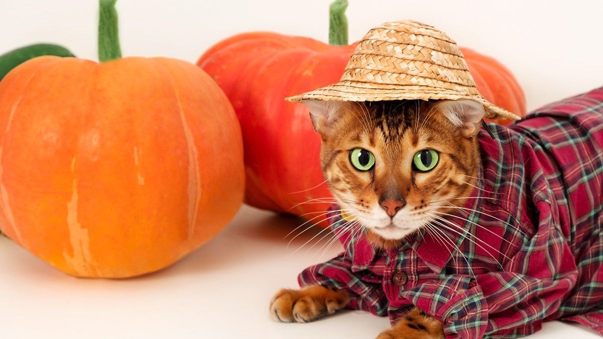 Halloween costume on cat