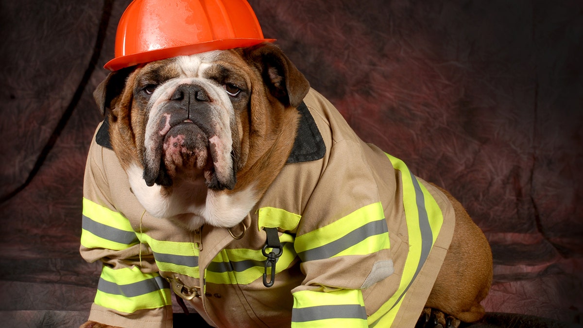 Firefighter Halloween costume for pets