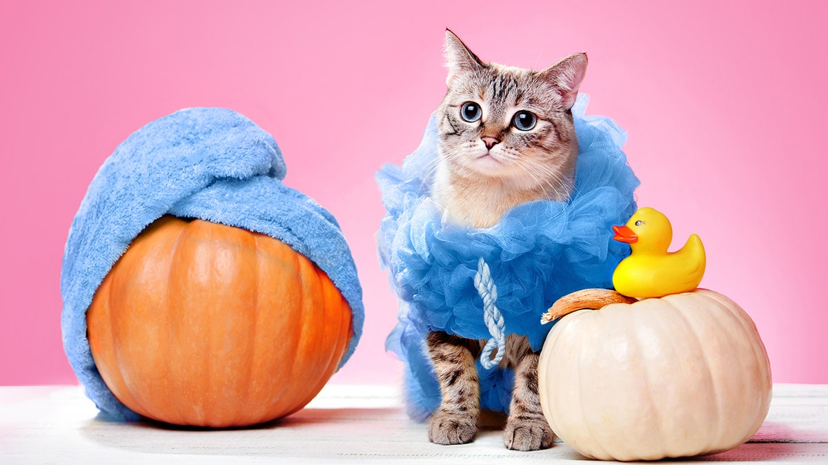 Loofah Halloween costume for pets