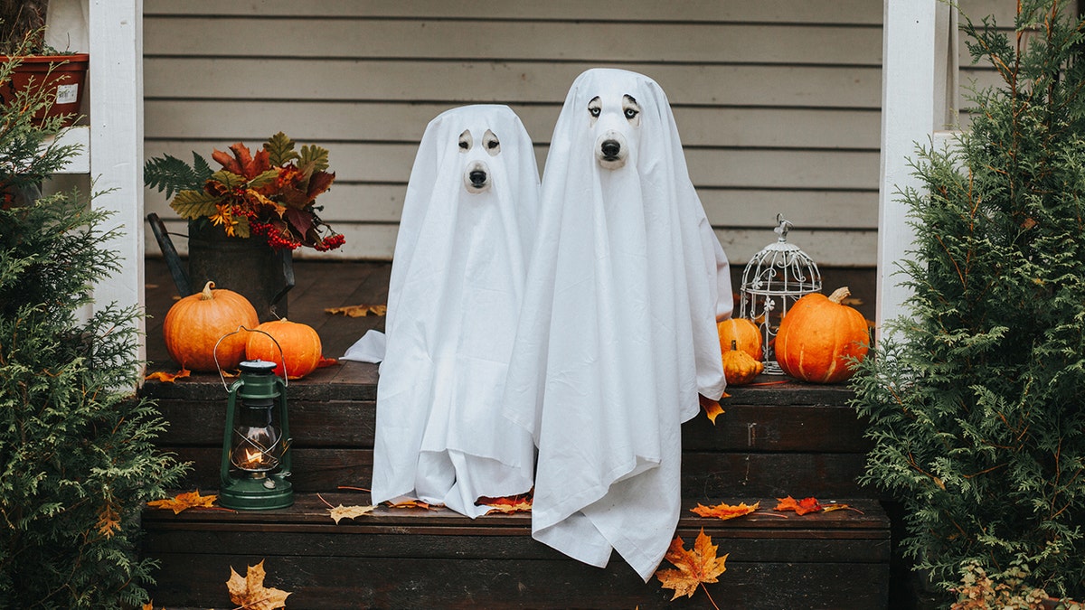 Ghost Halloween costume for dogs