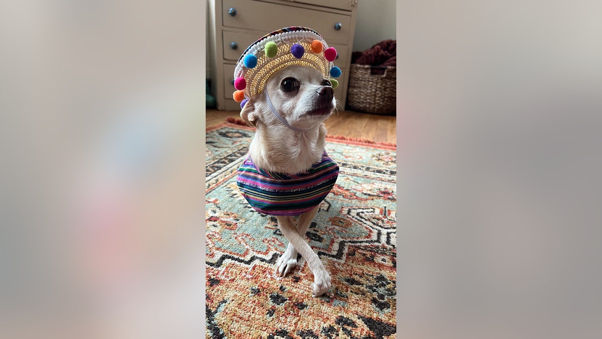 Chihuahua Halloween