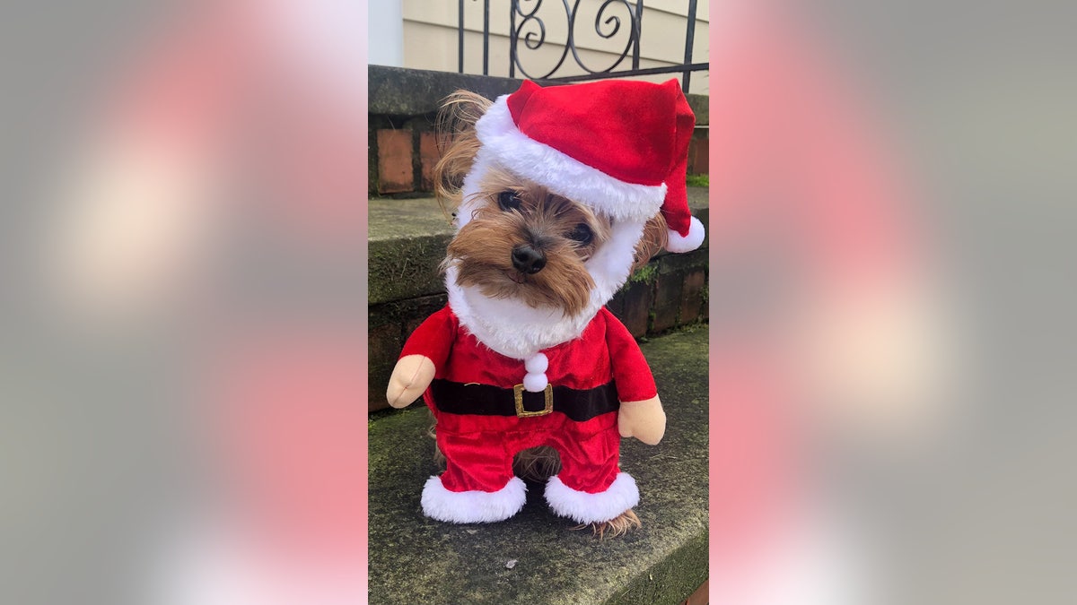 Chino the dog dressed as Santa