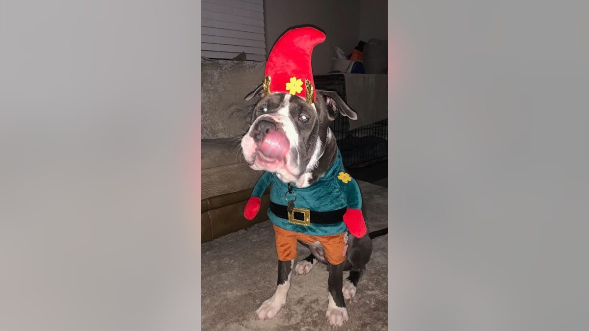 Sinatra dressed as an elf