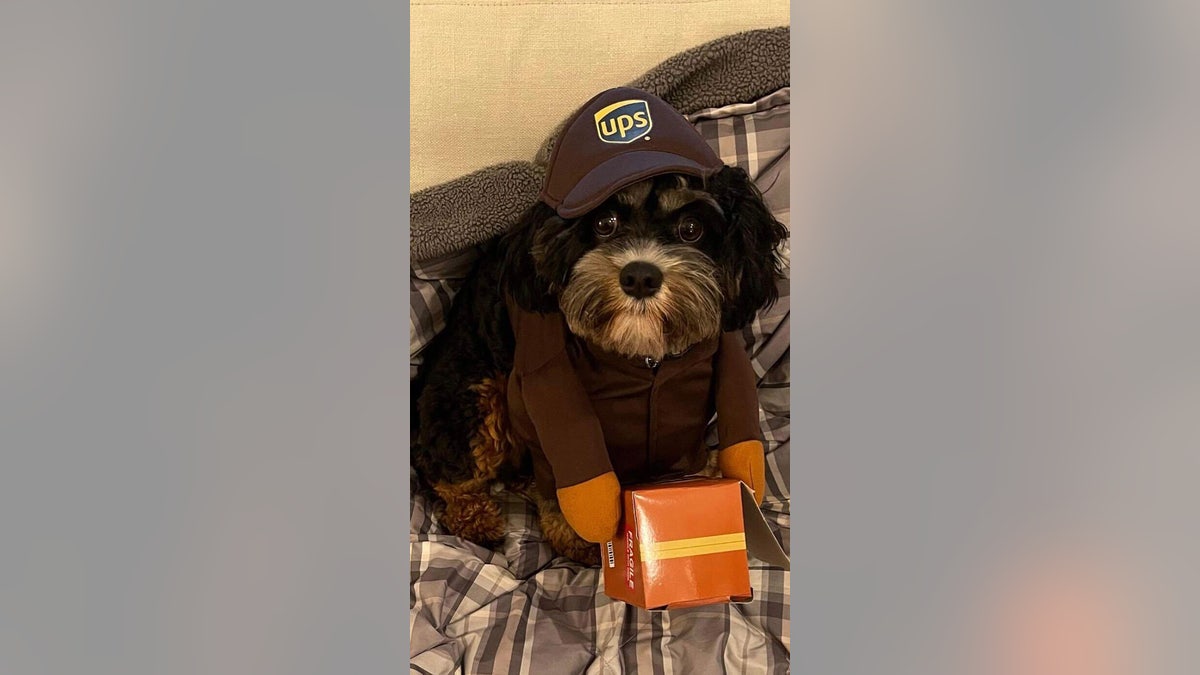 UPS dog Halloween