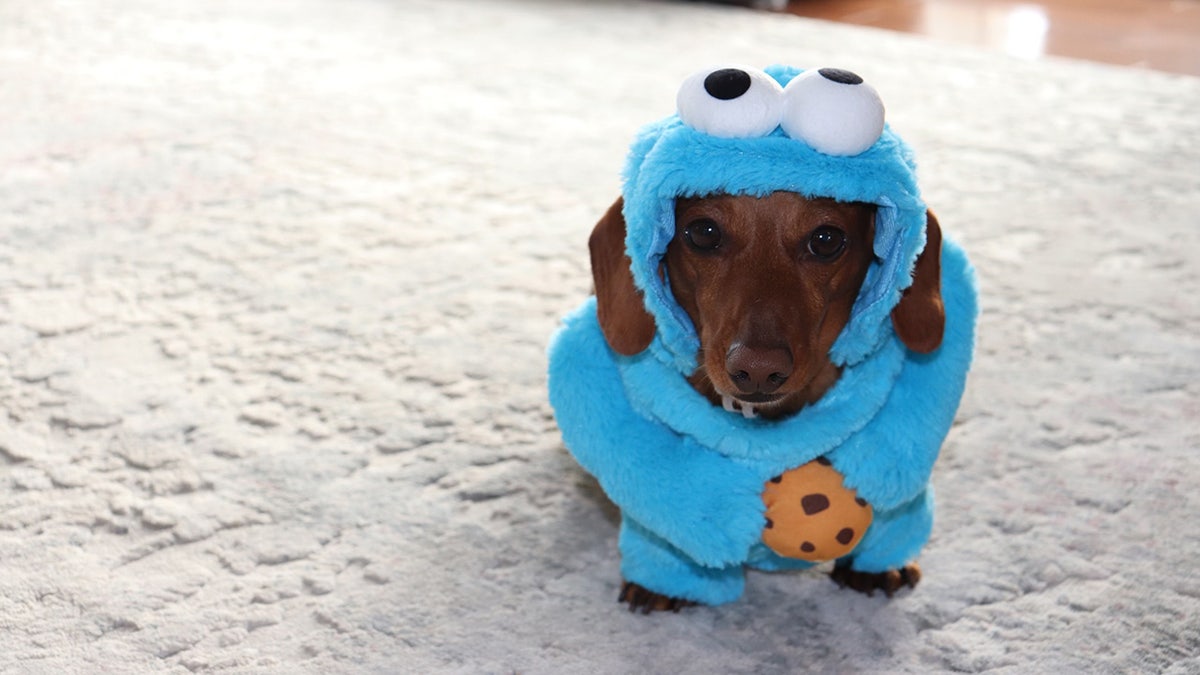 Molly as Cookie Monster for Halloween
