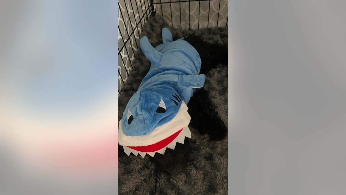 Ollie the dog in a shark costume