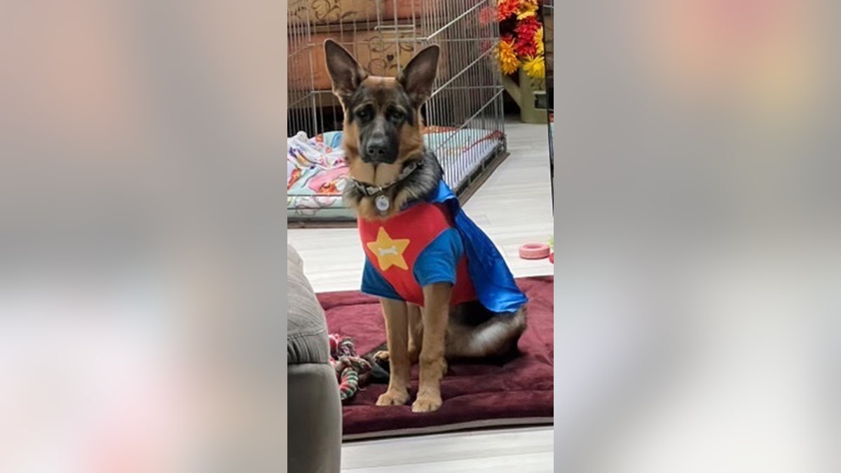 Storm the superhero dog