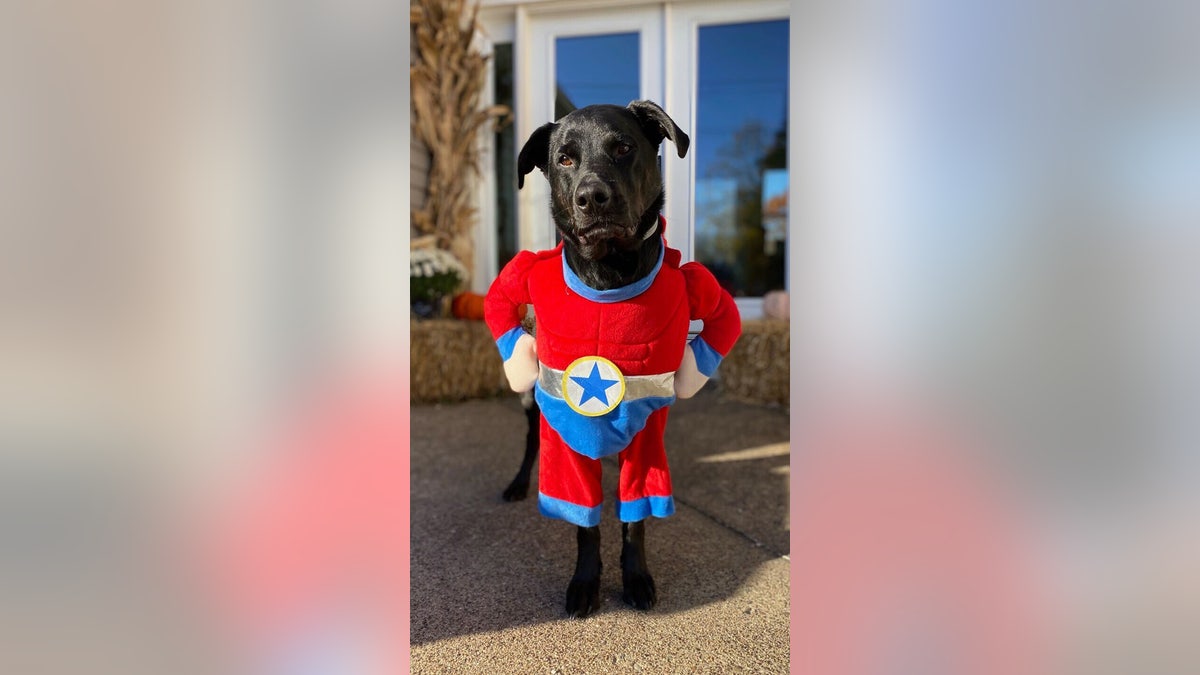 Dog dressed as superhero for Halloween