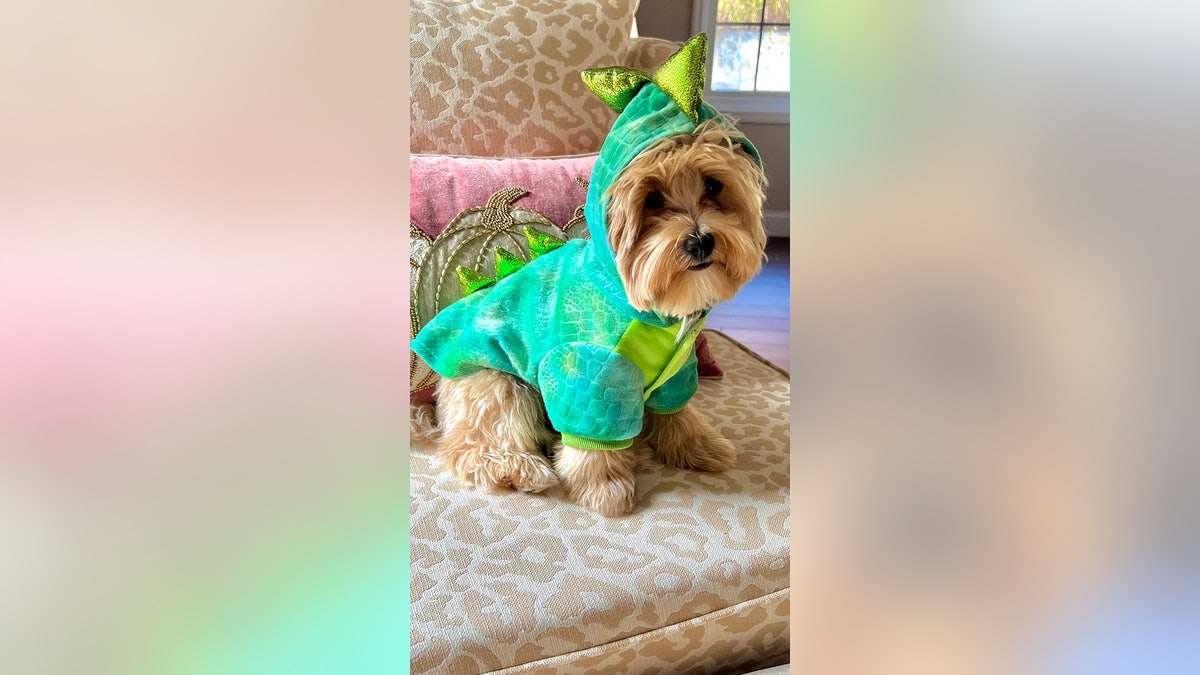 Dog dressed as dinosaur for Halloween