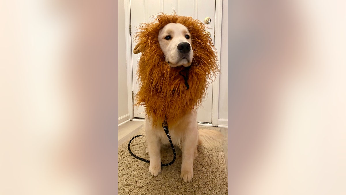Alice the dog is dressed as a lion