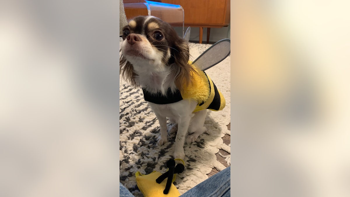 Dog dressed as bee