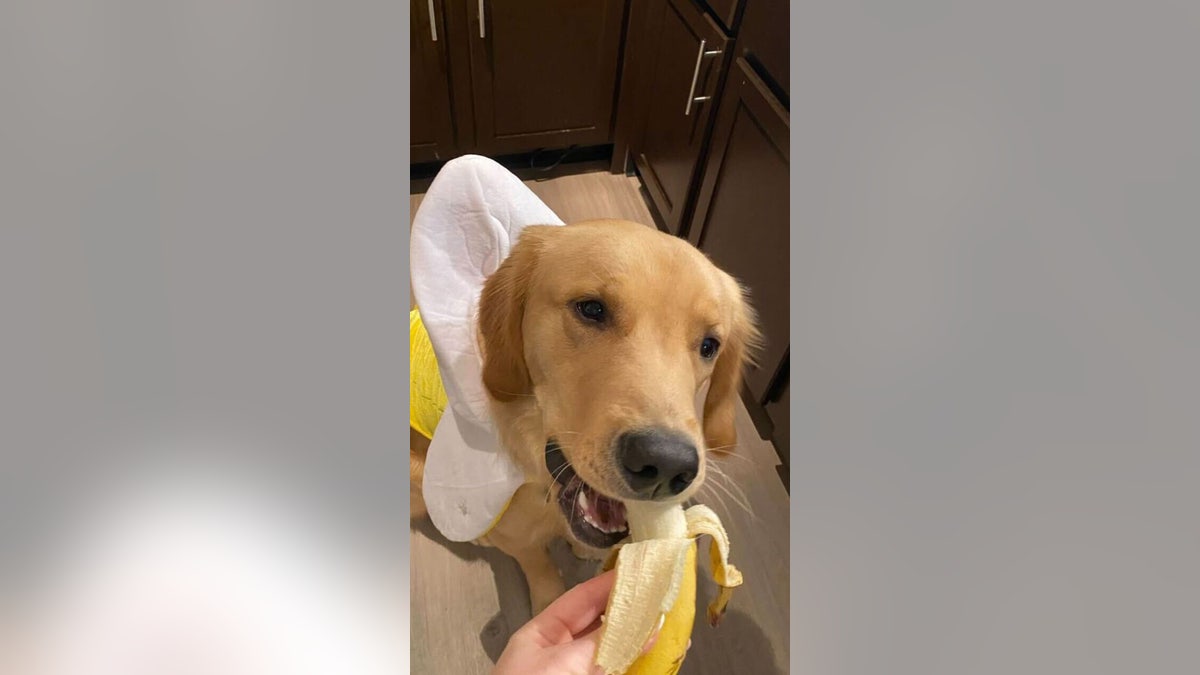 Dog wears banana costume