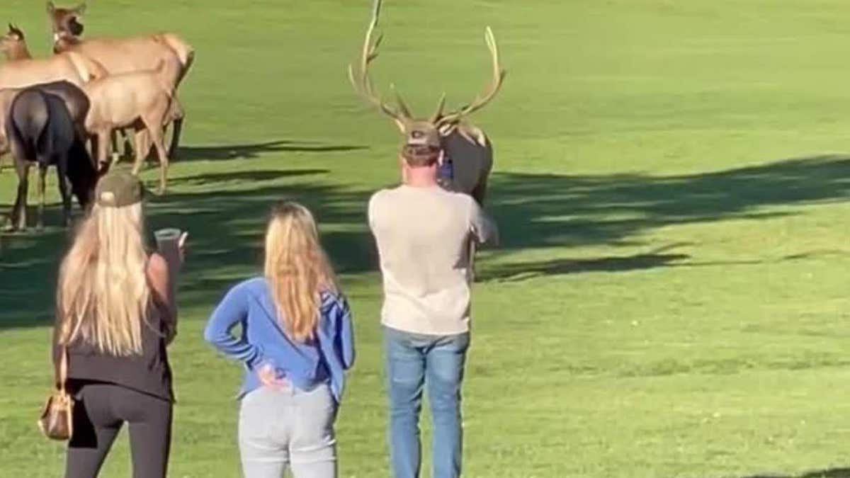 Tourists watching elk at Rocky Mountain National Park