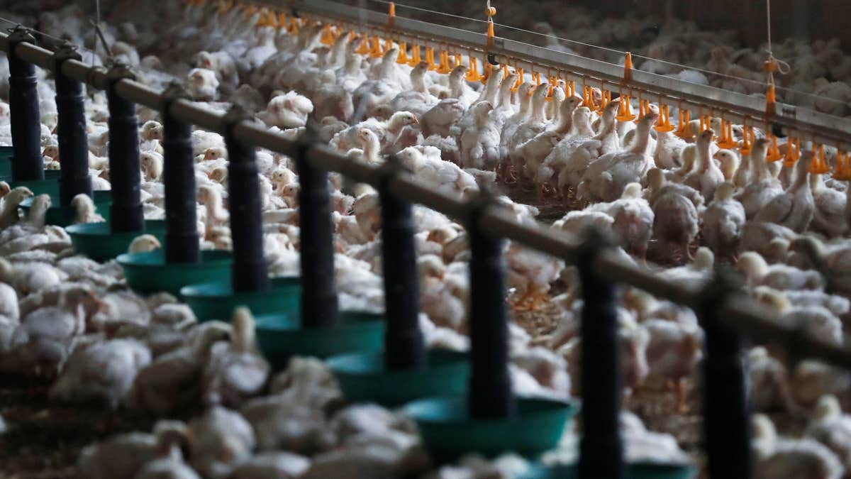 Poultry farm in France