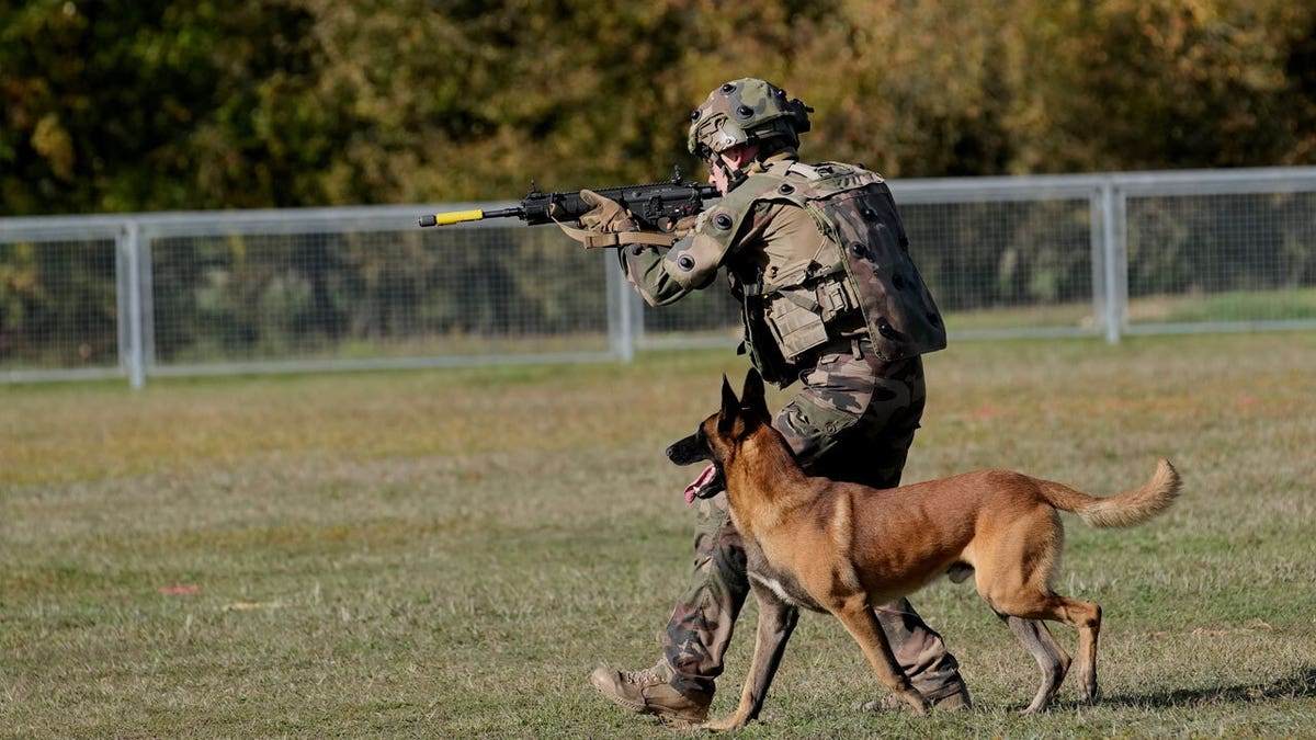 Police dogs