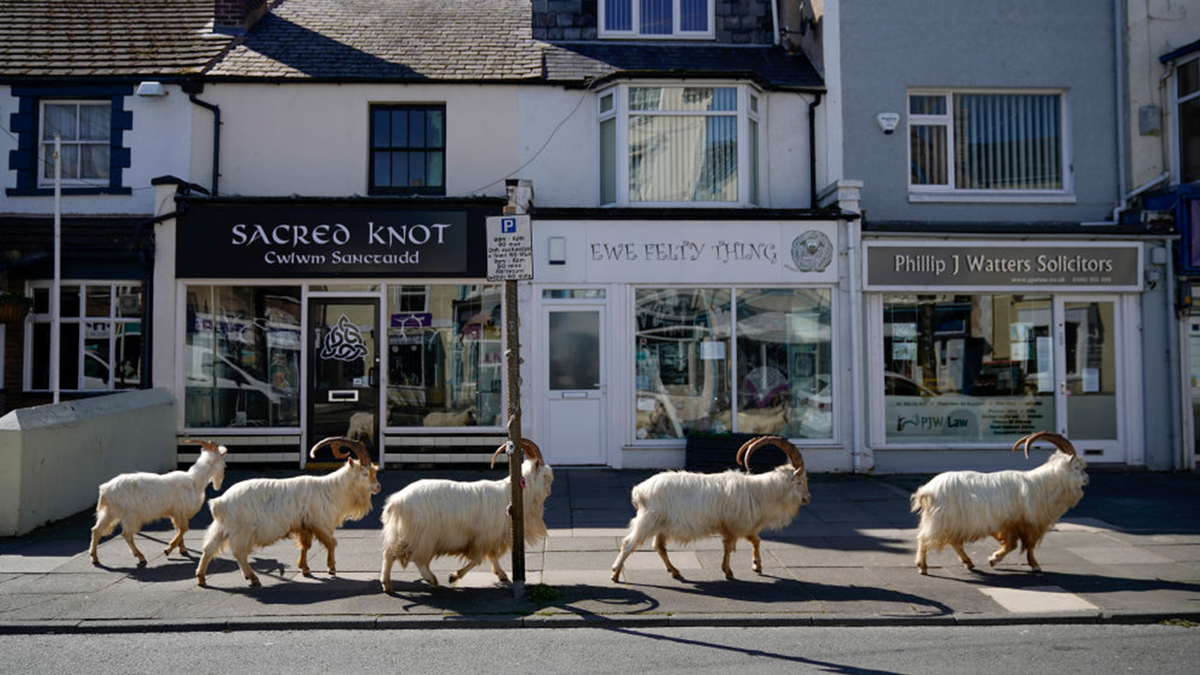 Feral goats in Wales