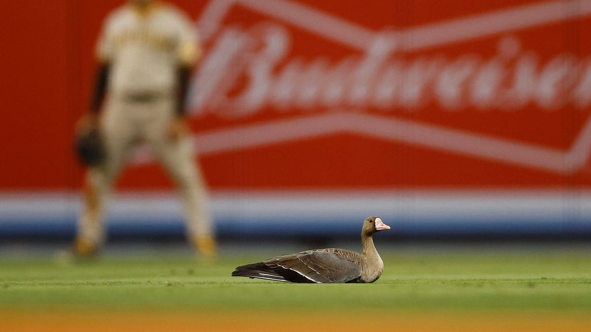 Goose sits on field