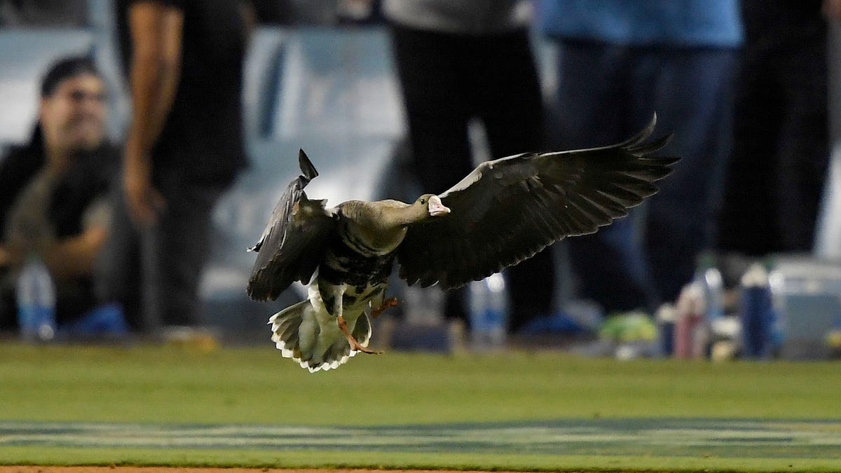 Goose flies on field during game