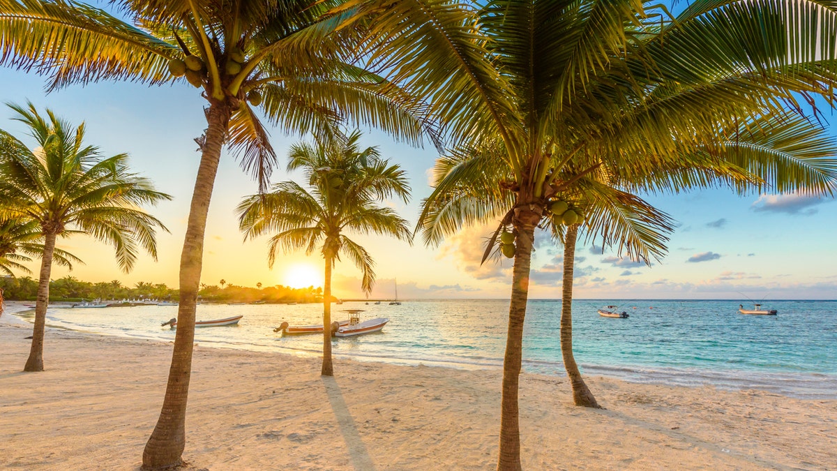 Palm trees near beach in Quintana Roo, Mexico